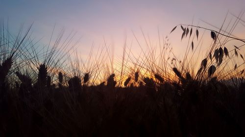 Silhouette of wheat plants on field against sky at sunset