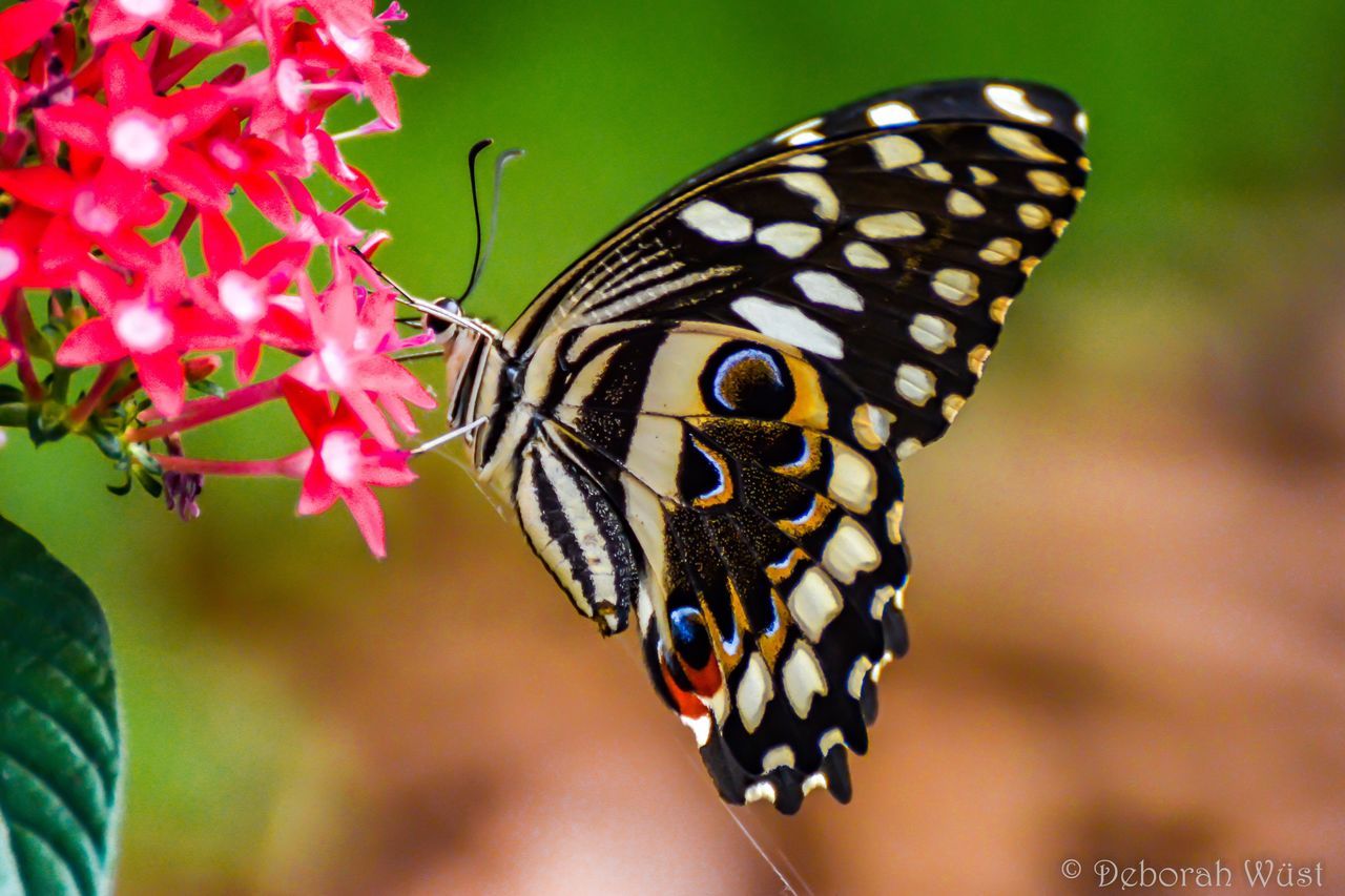 CLOSE-UP OF BUTTERFLY POLLINATING ON FLOWER