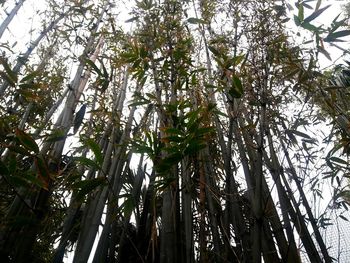 Low angle view of trees against sky