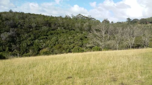 Trees on field against sky