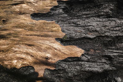 Full frame shot of tree trunk