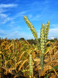 Close-up of stalks in field against sky