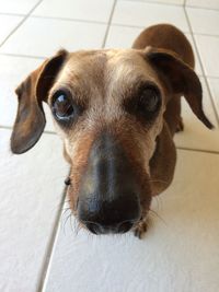 High angle portrait of dog on floor