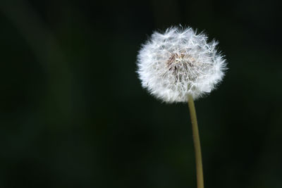 Close-up of dandelion flower