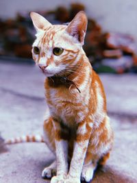 Close-up of cat sitting on footpath