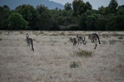 Kangaroos leaping in a field