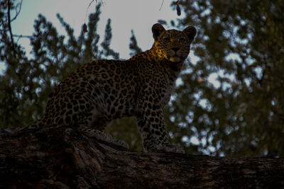 Low angle view of cat on tree