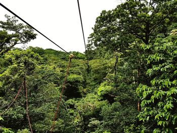 Low angle view of trees in forest against sky