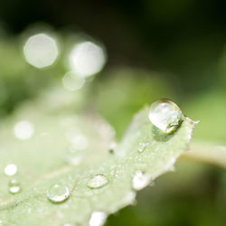 Close-up of water drops on leaf