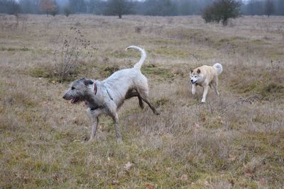 Dogs on field