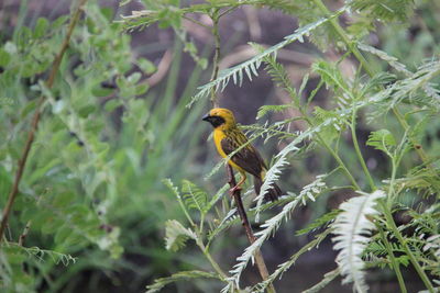 Bird perching on a branch