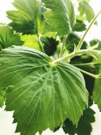 Close-up of green leaves