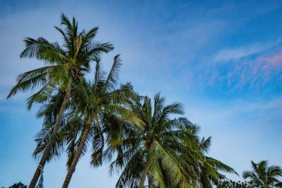 Low angle view of palm trees against sky