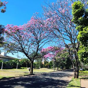 View of cherry blossom trees in park