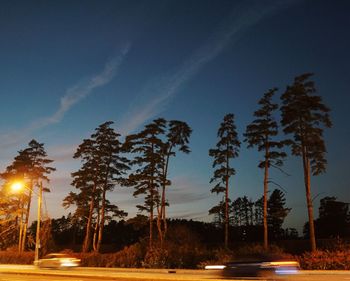 Trees against sky at night