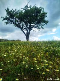 Tree on field against sky