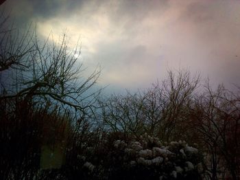 bare tree