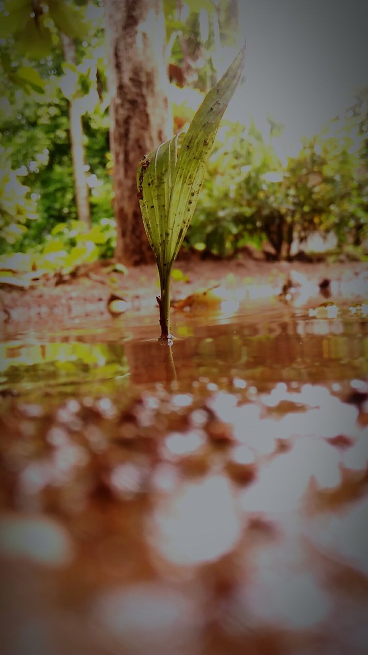 CLOSE-UP OF GREEN PLANT