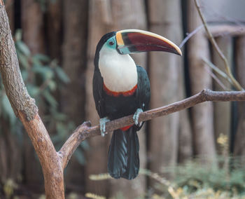 Close-up of bird perching on branch