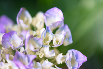 Close-up of purple flowering plant