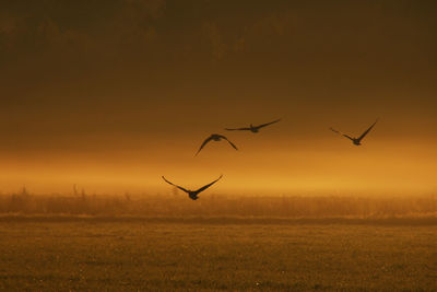 Birds flying over field during sunset