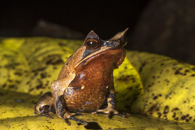 Close-up of frog on rock