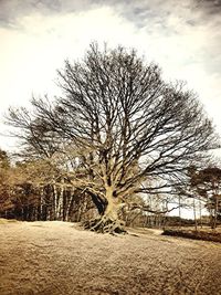 Bare trees on landscape against cloudy sky