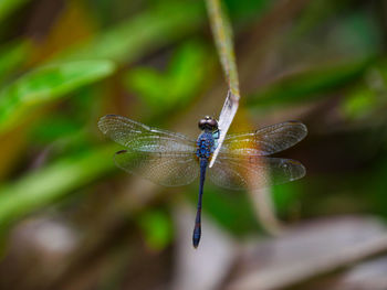 Close-up of damselfly on leaf