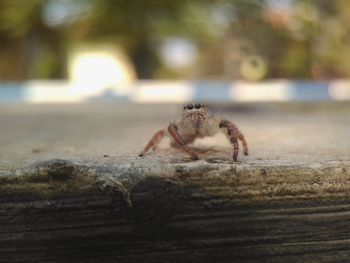 Close-up of spider on wood