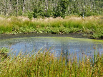 Scenic view of lake