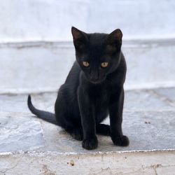 Portrait of black cat sitting outdoors