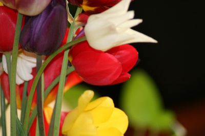 Close-up of hand holding red flowers