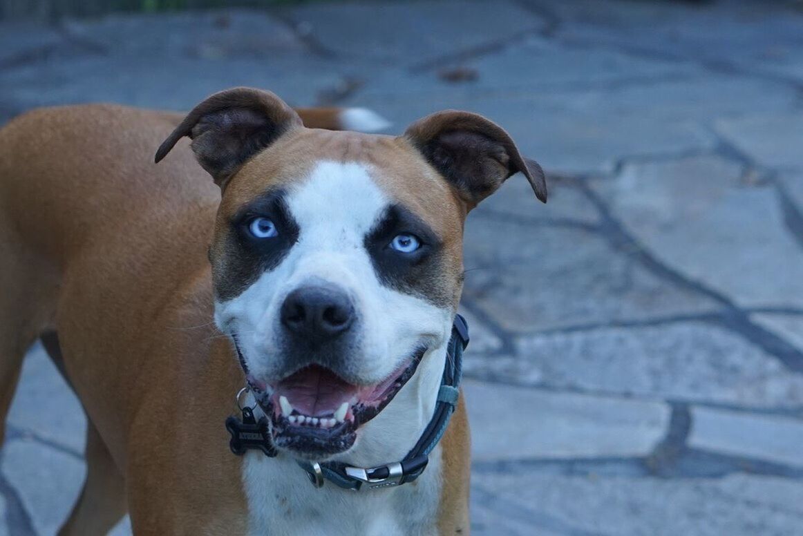 dog, canine, mammal, domestic animals, one animal, domestic, pets, focus on foreground, vertebrate, looking at camera, portrait, day, no people, collar, pet collar, animal body part, close-up