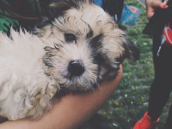 Cropped image of hand holding puppy