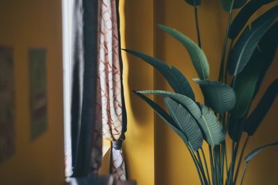 Close-up of plant by window at home