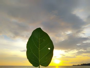 Close-up of silhouette plant against sky during sunset