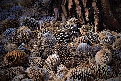 Full frame shot of plants