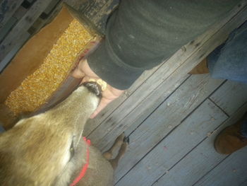 Dog sleeping on wooden floor