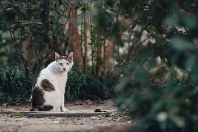 Portrait of cat sitting against plants outdoors