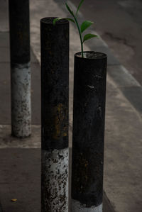 Plants on concrete wall