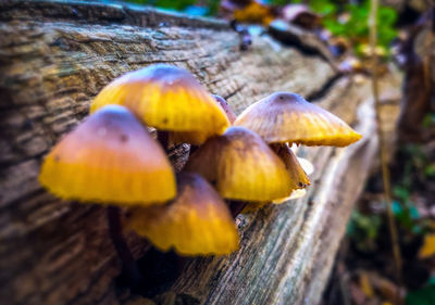 Close-up of mushroom growing in forest