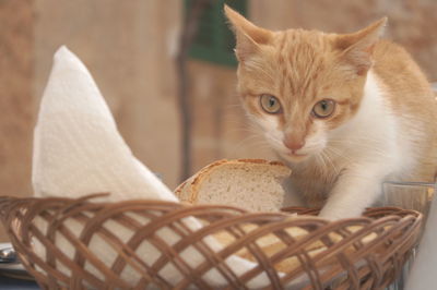 Close-up portrait of a cat