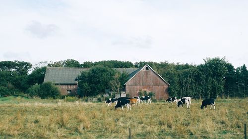 Cows on field by trees against sky