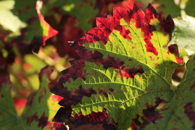 Close-up of maple leaves on plant