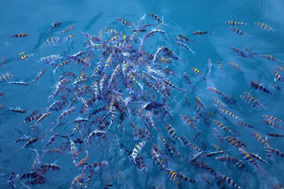 Aerial view of fish swimming in sea