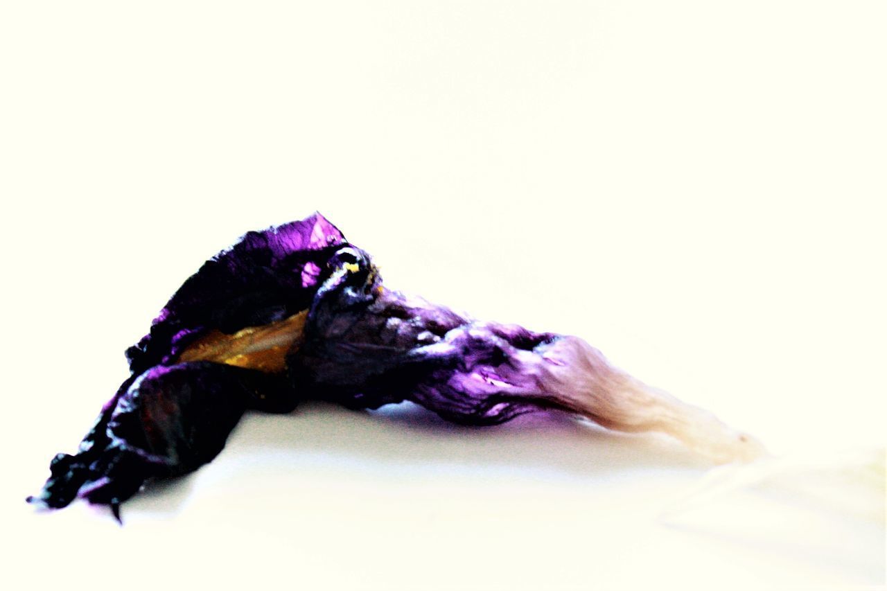 CLOSE-UP OF SNAKE LYING ON WHITE BACKGROUND