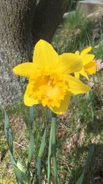 Close-up of yellow flower