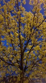 Low angle view of tree against blue sky