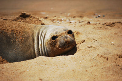 High angle view of sea lion