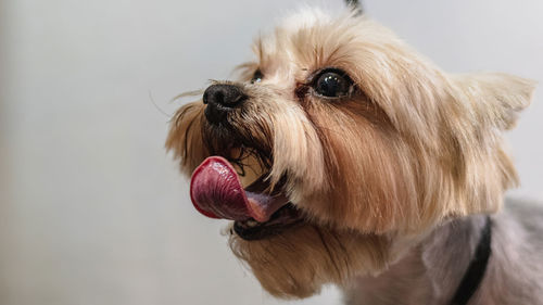 Close-up of dog